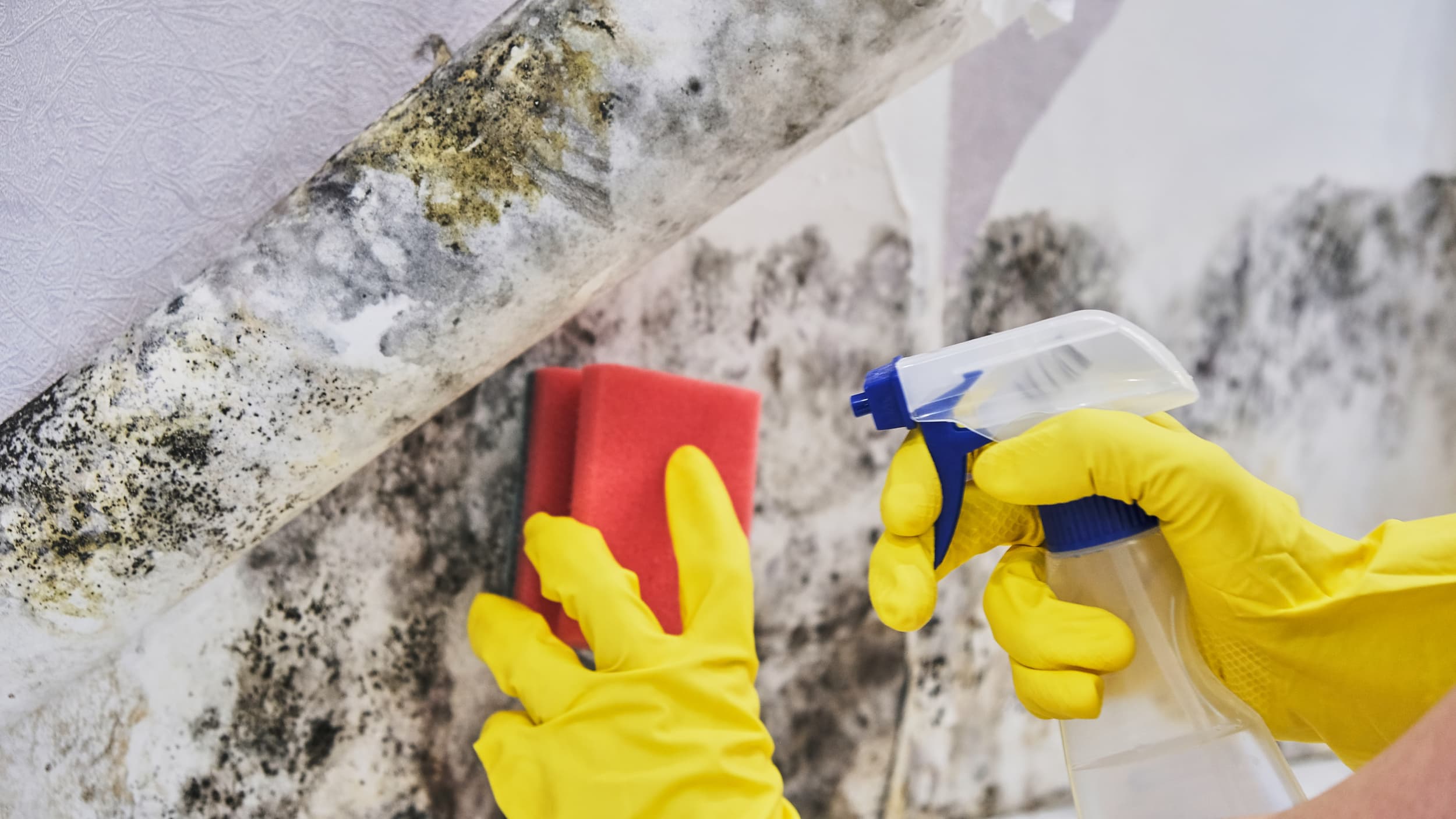 Compliance Training Online Mold Prevention, Remediation & Removal course